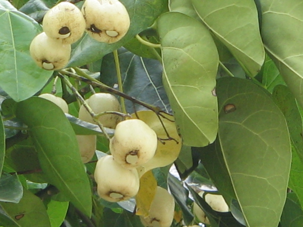 /wp-content/uploads/2020/10/Andaman-Tree%20fruits-7.jpg