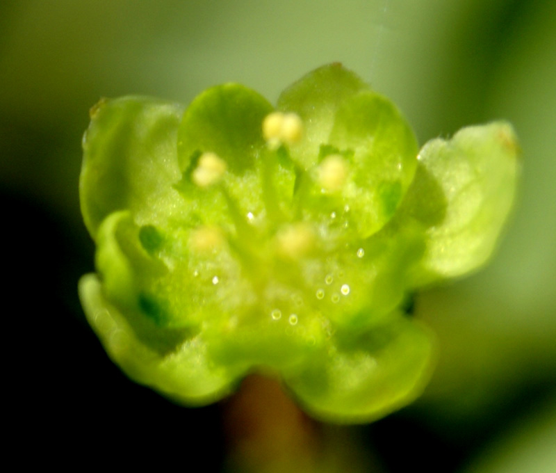 /wp-content/uploads/2020/10/Andrachne-cordifolia-Mussoorie%20Chakrata%20Road%20near%20BaratKhai-3.jpg