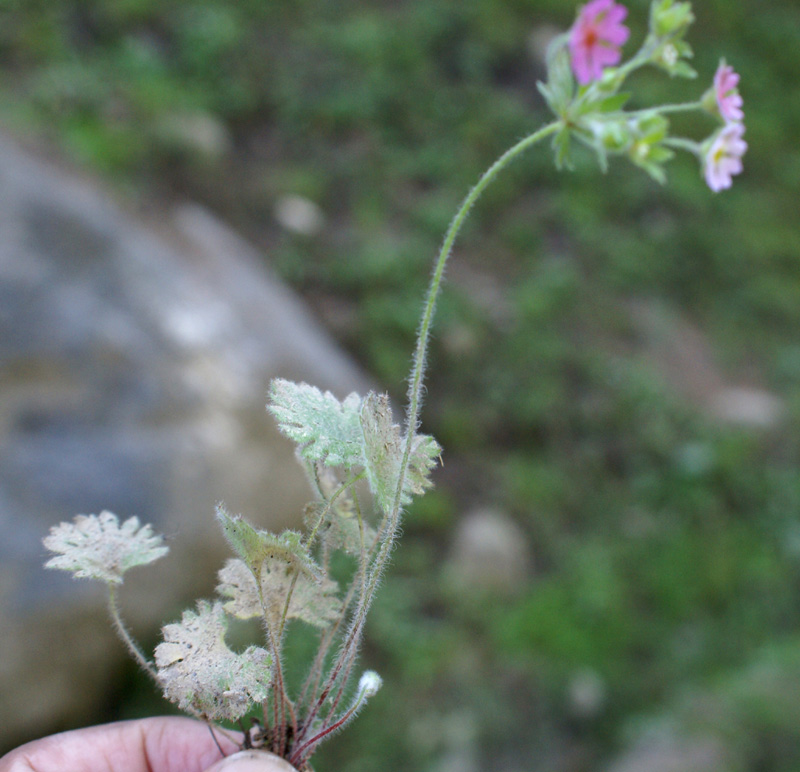 /wp-content/uploads/2020/10/Androsace-rotundifolia-Kashmir-a.jpg