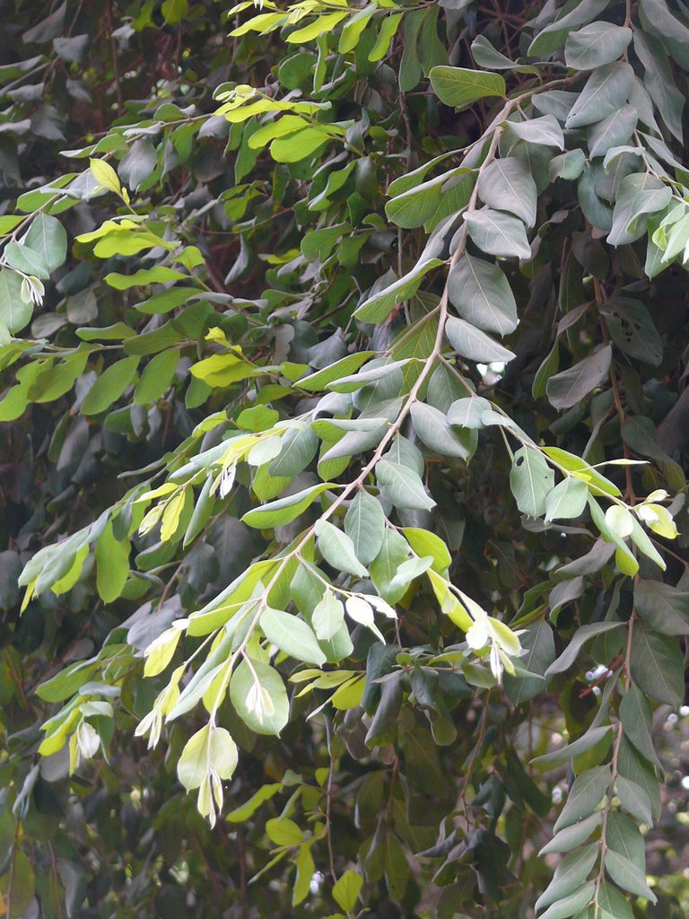 /wp-content/uploads/2020/10/Anogeissus%20acuminata-Combretaceae-Jijamata%20Udyan-Mumbai-P1150931.JPG