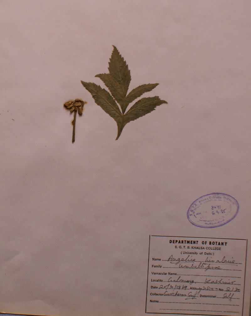 /wp-content/uploads/2020/10/Apiaceae-Angelica-himailaica-Kashmir-1.jpg