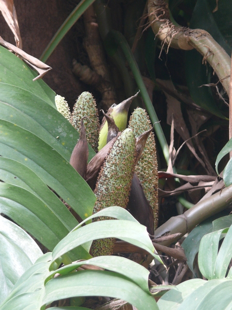 /wp-content/uploads/2020/10/Araceae-Mumbai-P1350769.JPG