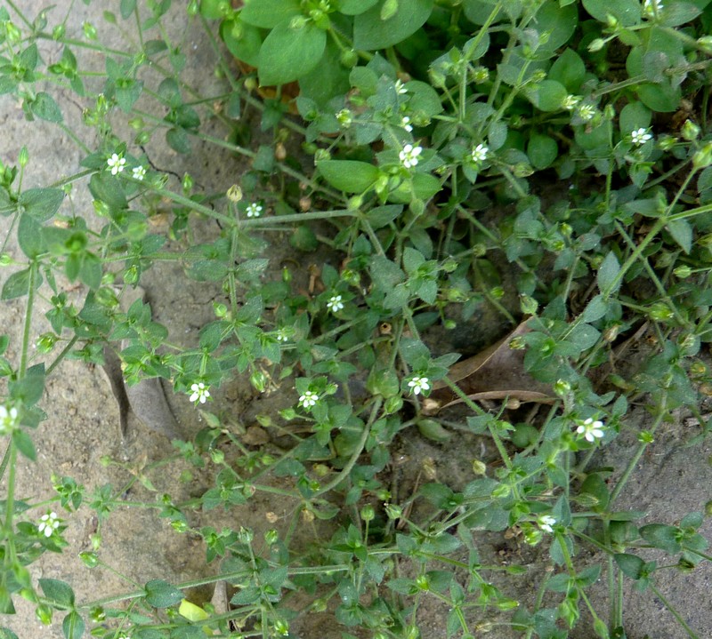 /wp-content/uploads/2020/10/Arenaria-serpyllifolia-Khalsa-8-3-P1060553-Delhi-1-2.jpg