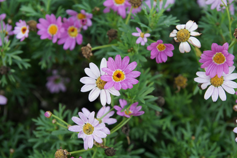 Argyranthemum frutescens (Introduced) – eFlora of India