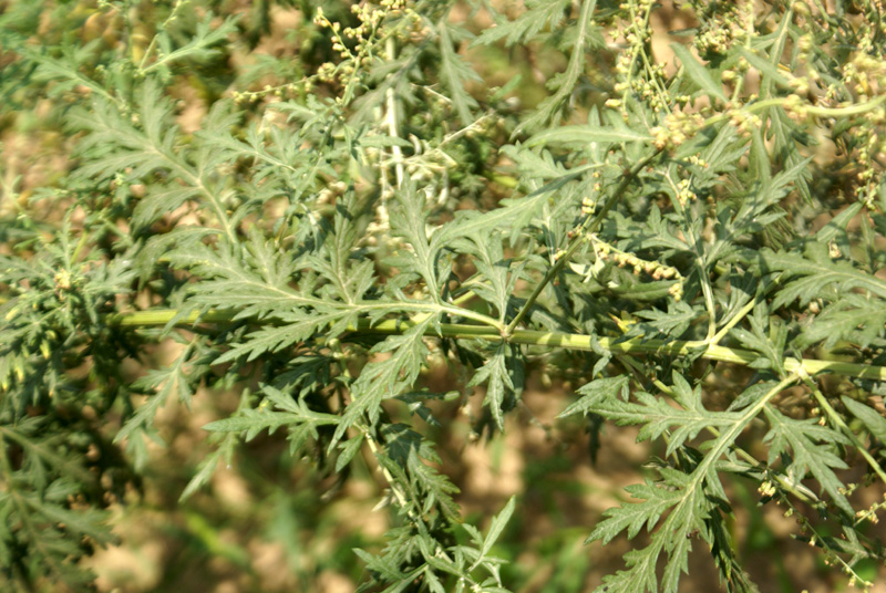 /wp-content/uploads/2020/10/Artemisia-dubia-Univ-bot-garden-DSC06364-Kashmir-3.jpg