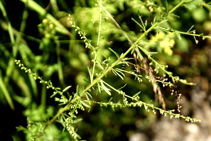 /wp-content/uploads/2020/10/Artemisia-japonica-Chakrata%20Tiger%20fall%20area-3.jpg