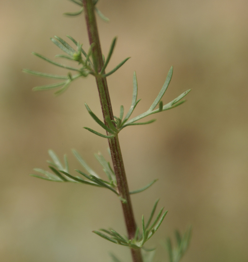 /wp-content/uploads/2020/10/Artemisia-scoparia-Tapiana-Sialkot-Kashmir-1.jpg