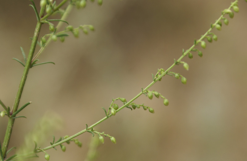 /wp-content/uploads/2020/10/Artemisia-scoparia-Tapiana-Sialkot-Kashmir-2.jpg