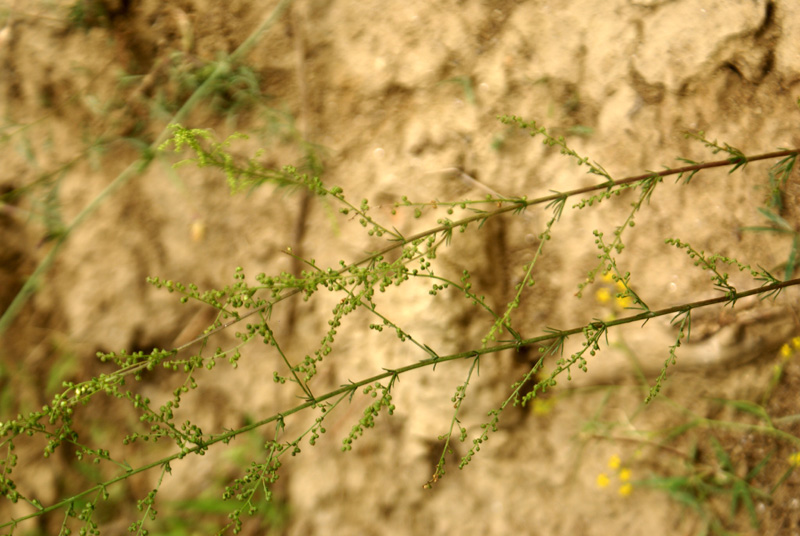 /wp-content/uploads/2020/10/Artemisia-scoparia-Tapiana-Sialkot-Kashmir-3.jpg