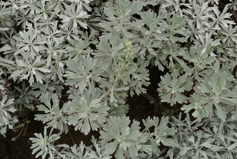 /wp-content/uploads/2020/10/Artemisia-stelleriana-Delhi-1.jpg
