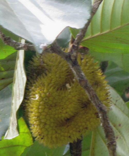 /wp-content/uploads/2020/10/Artocarpus%20lacucha%20fruit.JPG