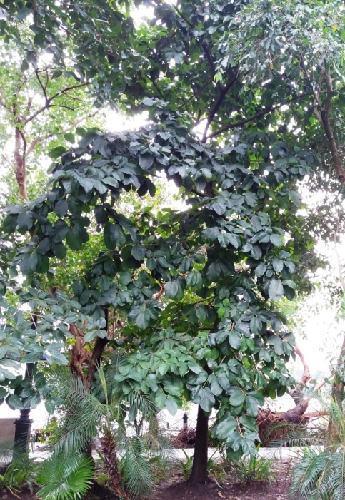 /wp-content/uploads/2020/10/Artocarpus%20lacucha-identification--9.jpg