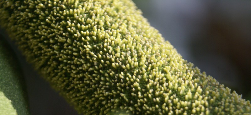 /wp-content/uploads/2020/10/Artocarpus-heterophyllus-Vikas-puri-Delhi-4.jpg