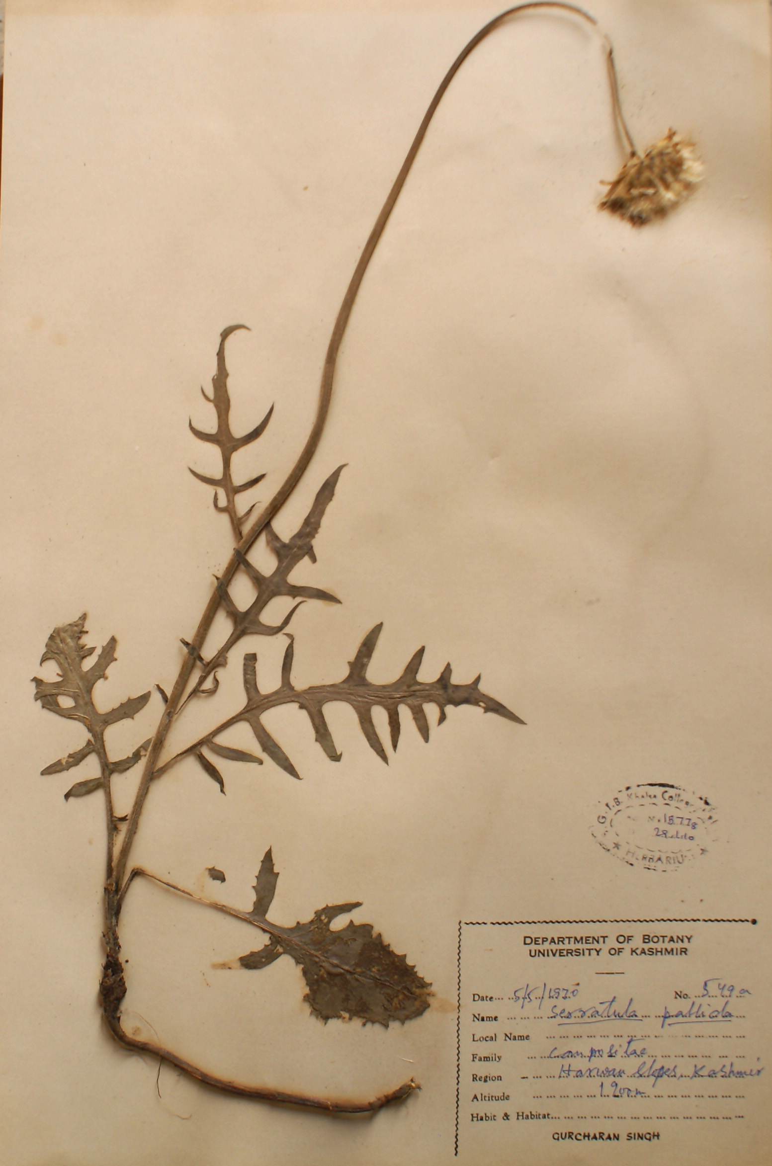 /wp-content/uploads/2020/10/Asteraceae-Serratula-pallida-DSC02154.jpg