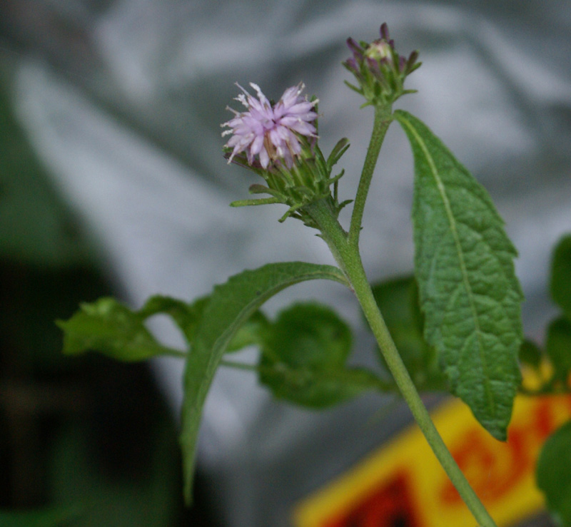 /wp-content/uploads/2020/10/Baccharoides-Vernonia--anthelmintica-Mandi-1.jpg