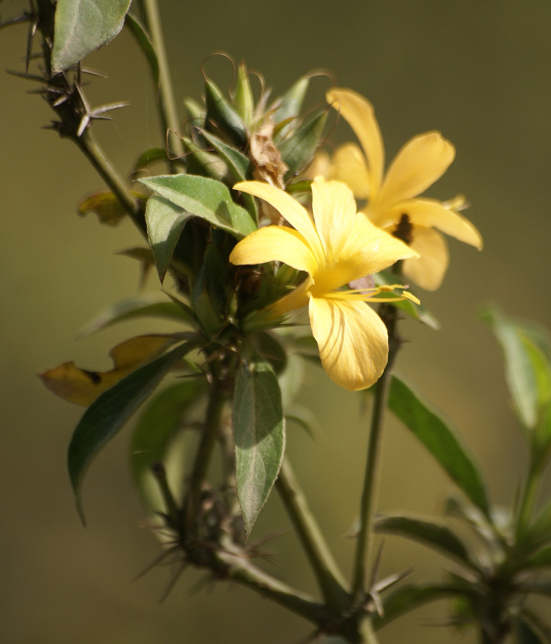 /wp-content/uploads/2020/10/Barleria-prionitis-flower-herbal-gard-Delhi-2.jpg