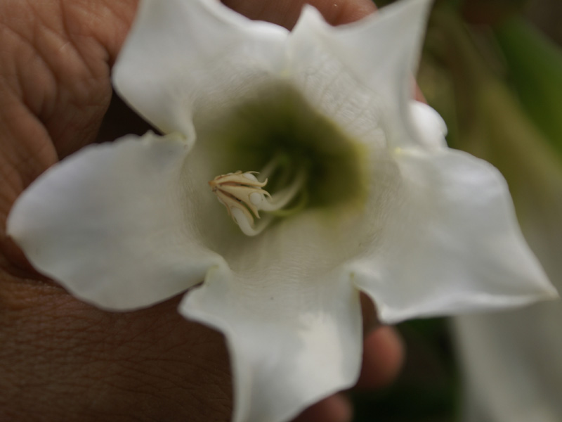 /wp-content/uploads/2020/10/Beaumontia-grandiflora-Delhi-4.jpg