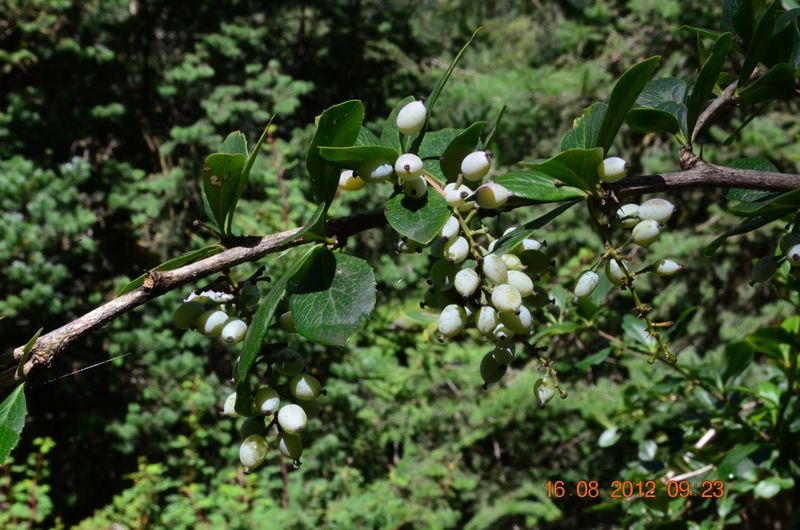 A. Berberis affinis [©ICFRE Dehradun (DD). Reproduced with the