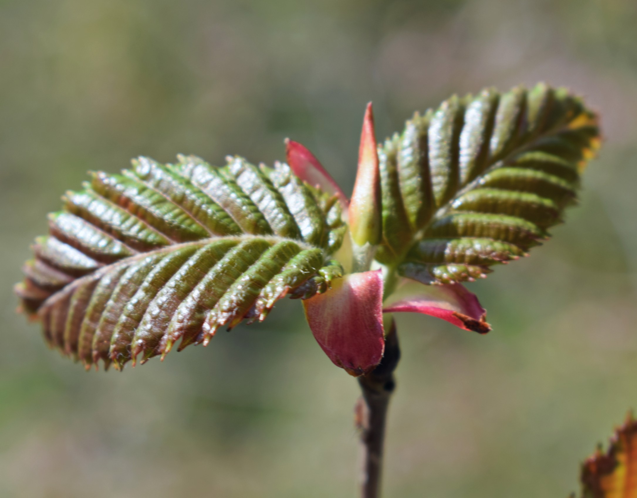 Betula alnoides – eFlora of India