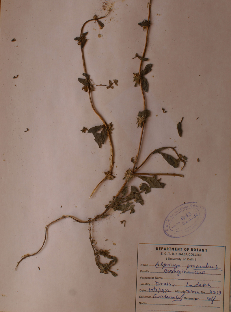 /wp-content/uploads/2020/10/Boraginaceae-Asperugo-procumbens-DSC02774-a.jpg