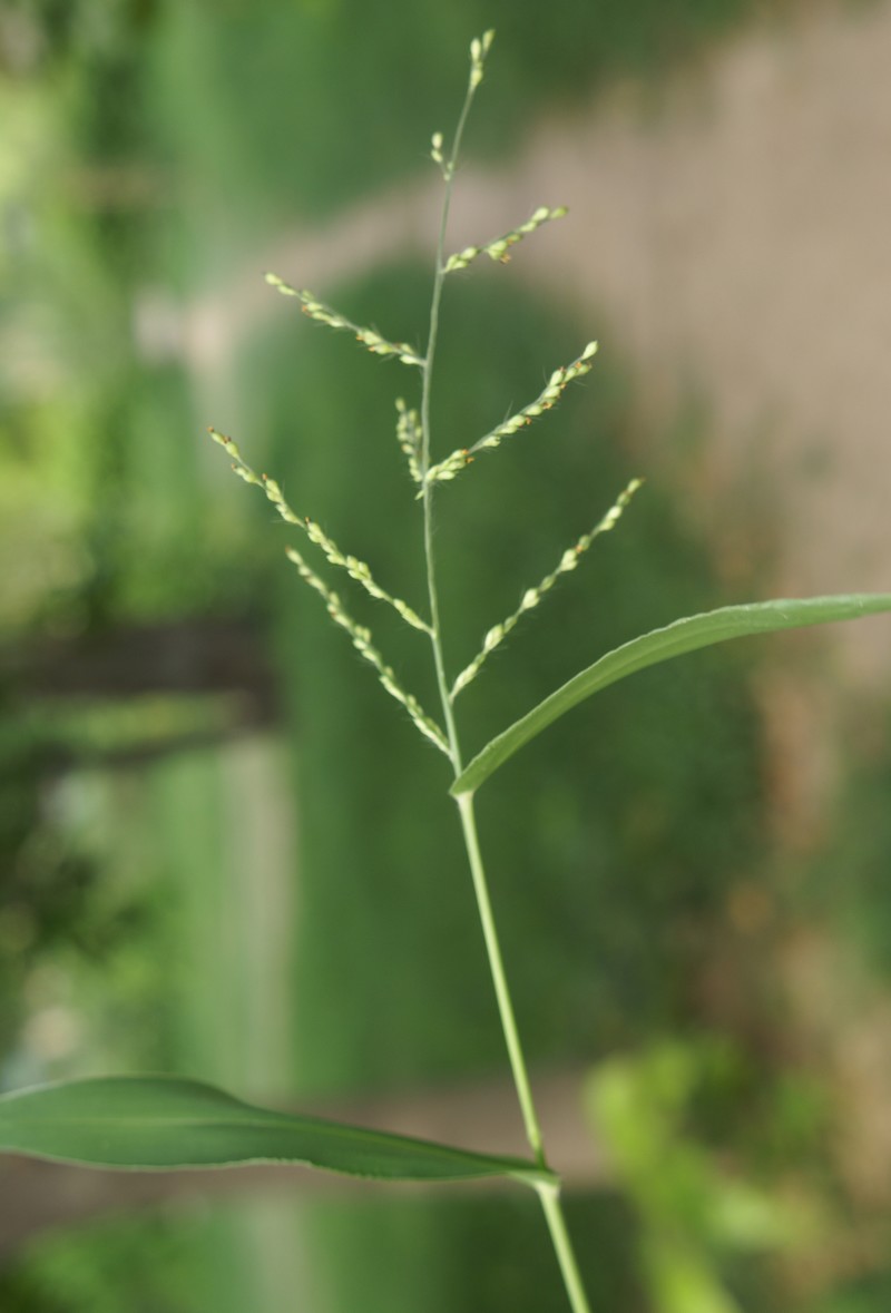 Brachiaria ramosa – eFlora of India