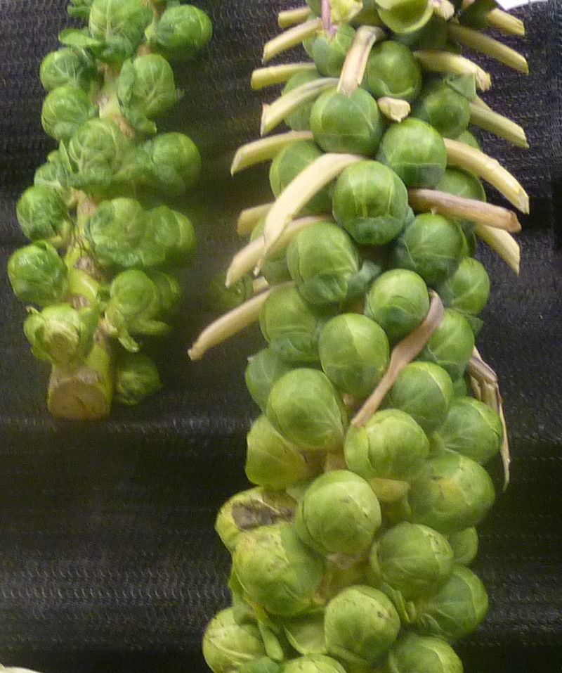 /wp-content/uploads/2020/10/Brassica-oleracea-brussuls%20sprouts-California-2.jpg