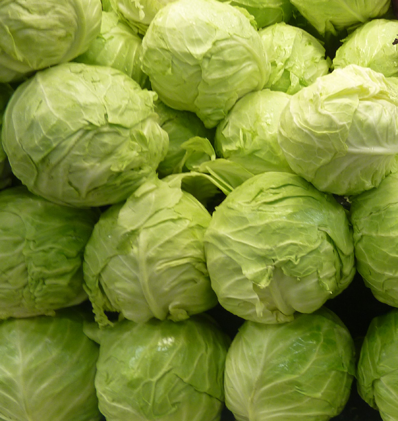 /wp-content/uploads/2020/10/Brassica-oleracea-capitata-Green%20cabbage-California-2.jpg