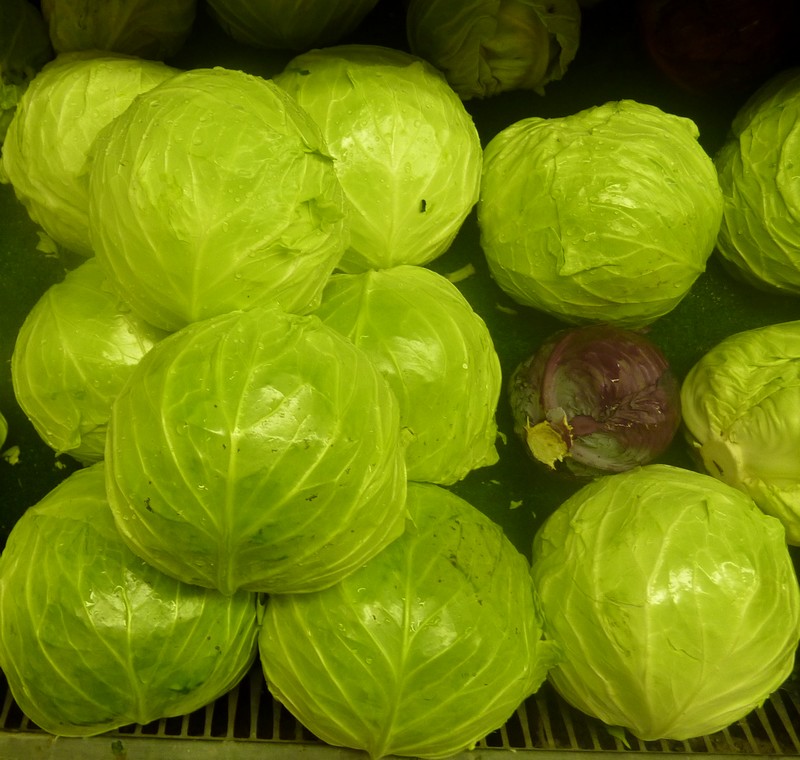 /wp-content/uploads/2020/10/Brassica-oleracea-capitata-green%20cabbage-California-1-1.jpg