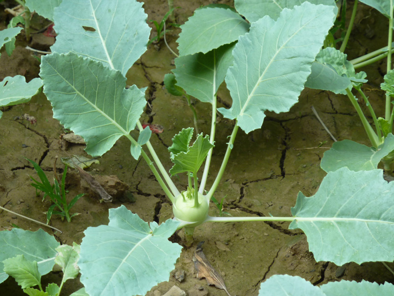 /wp-content/uploads/2020/10/Brassica-oleracea-gongylodes-Balgarden-P1100220-Kashmir-1.jpg