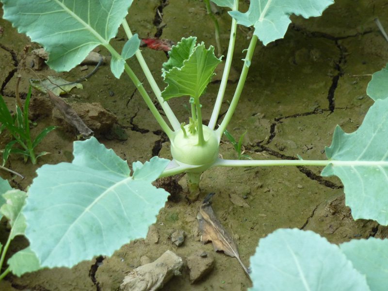 /wp-content/uploads/2020/10/Brassica-oleracea-gongylodes-Balgarden-P1100221-Kashmir-2.jpg