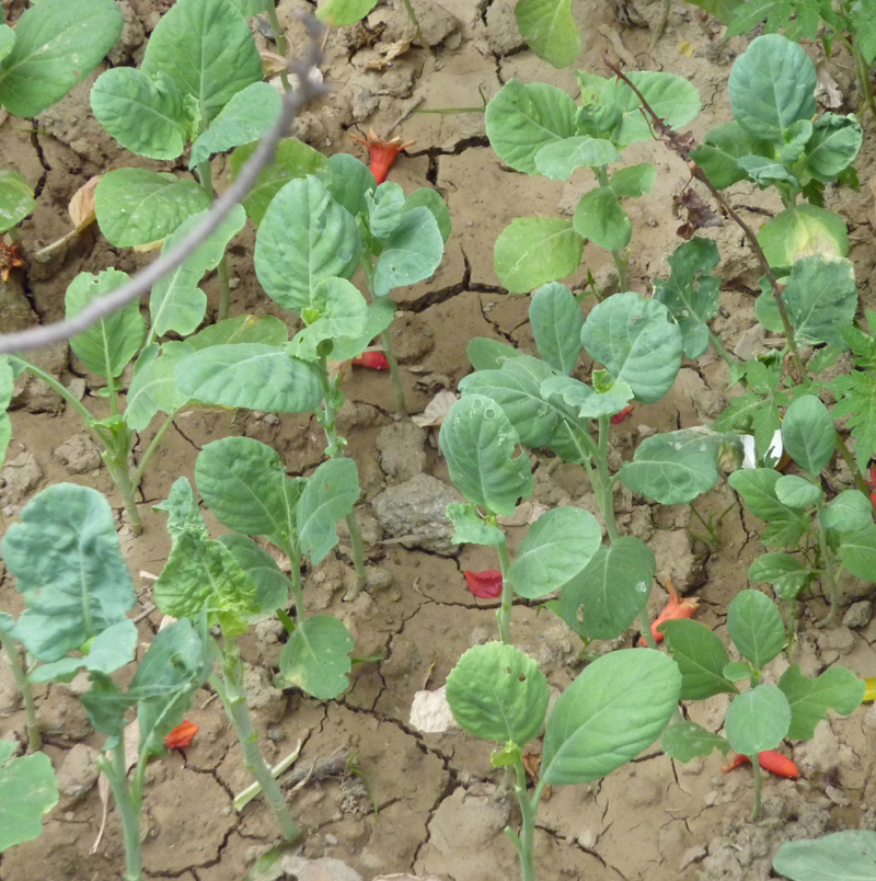 /wp-content/uploads/2020/10/Brassica-oleracea-viridis-Kashmir-a-2.jpg