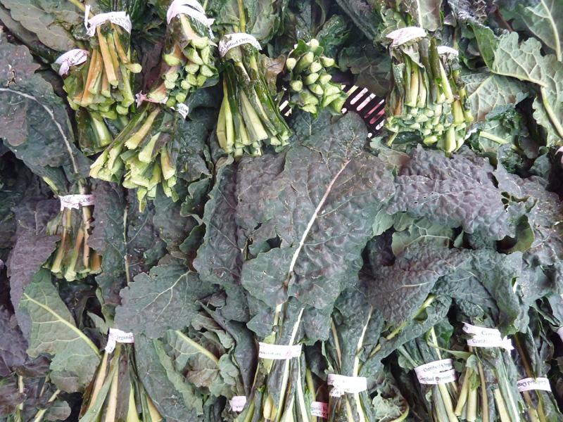 /wp-content/uploads/2020/10/Brassica-oleracea-viridis-toscana%20kale-California-1.jpg