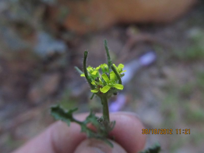 /wp-content/uploads/2020/10/Brassicaceae%20for%20id%20Manali%20-1-.JPG