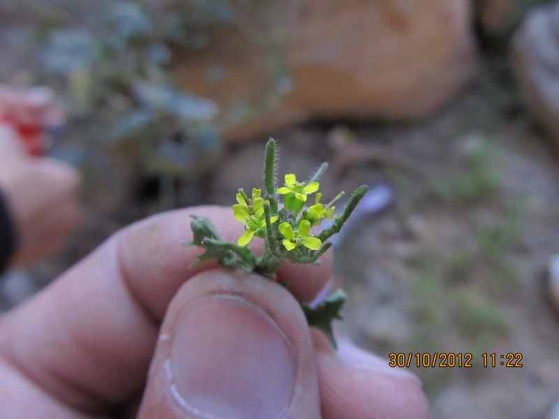 /wp-content/uploads/2020/10/Brassicaceae%20for%20id%20Manali%20-2--9.JPG