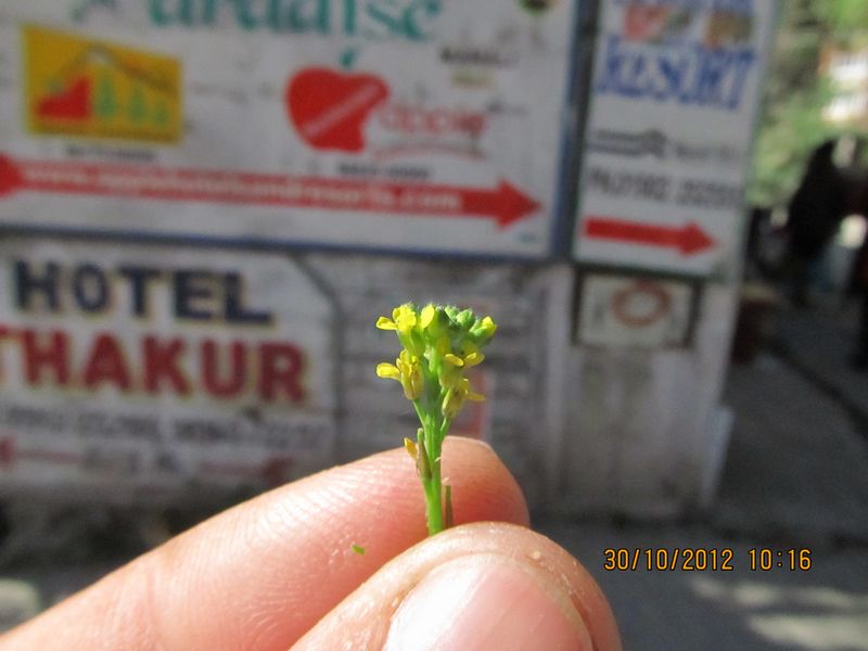 /wp-content/uploads/2020/10/Brassicaceae%20for%20id%20Manali%20-4-.JPG