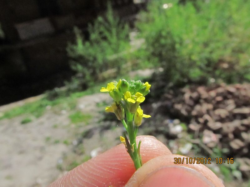 /wp-content/uploads/2020/10/Brassicaceae%20for%20id%20Manali%20-5-.JPG