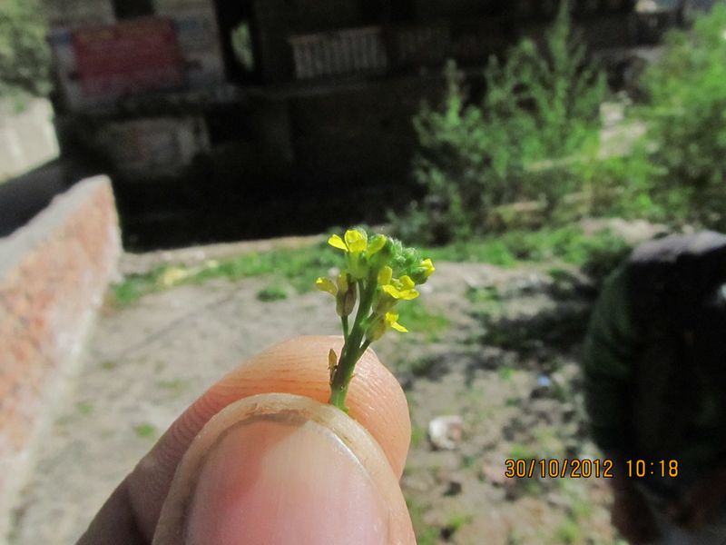 /wp-content/uploads/2020/10/Brassicaceae%20for%20id%20Manali%20-9-.JPG