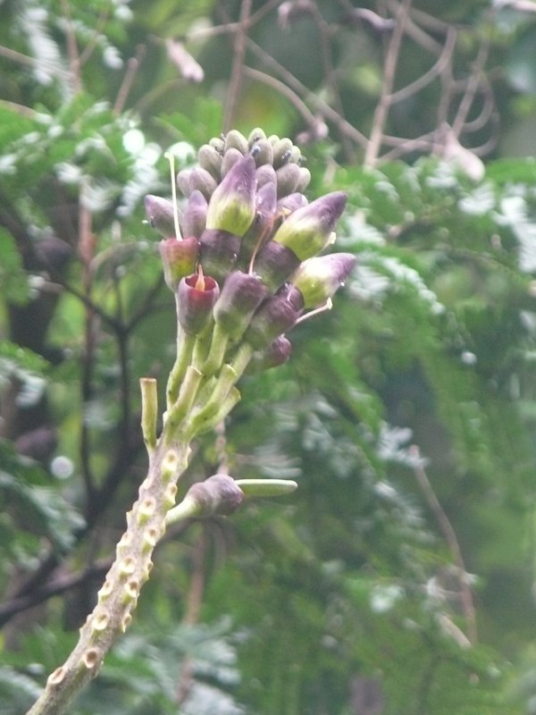 /wp-content/uploads/2020/10/Broken%20Bones%20Tree-Oroxylum%20indicum-Bignoniaceae-MNP-Mumbai-P1170164.JPG