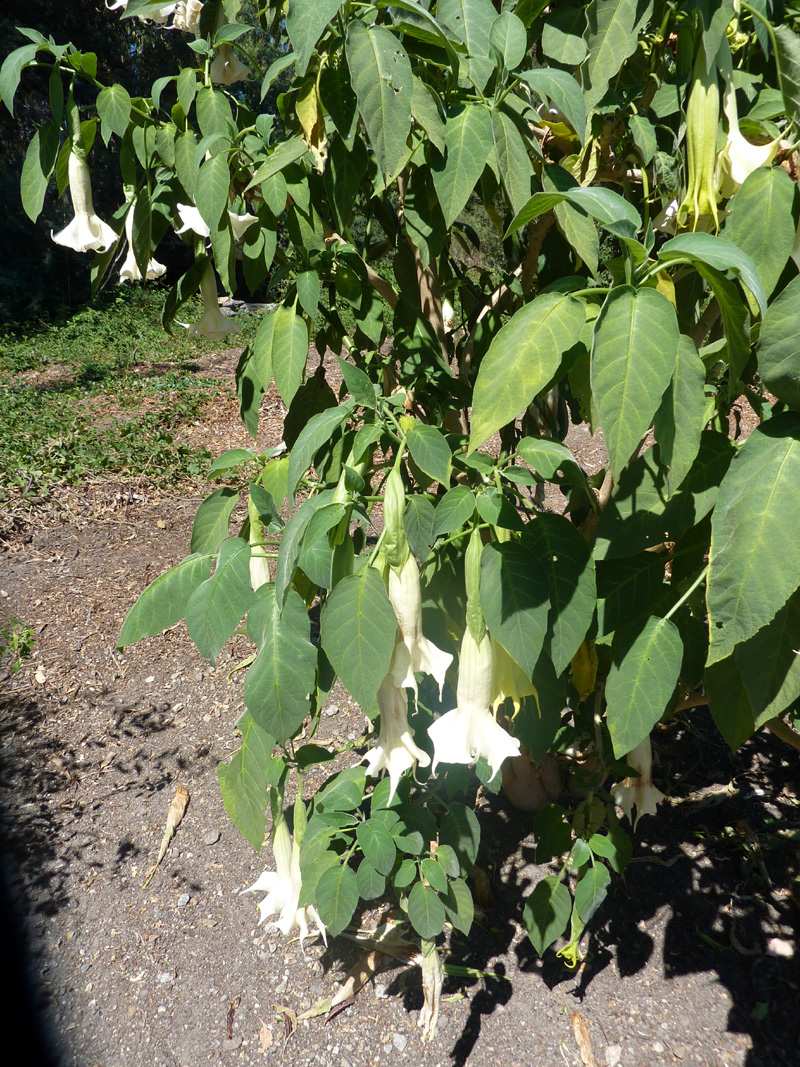 /wp-content/uploads/2020/10/Brugmansia-candida-confirm-Sunnyvale-P1070641.JPG