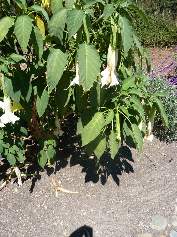 /wp-content/uploads/2020/10/Brugmansia-candida-confirm-Sunnyvale-P1070643.JPG