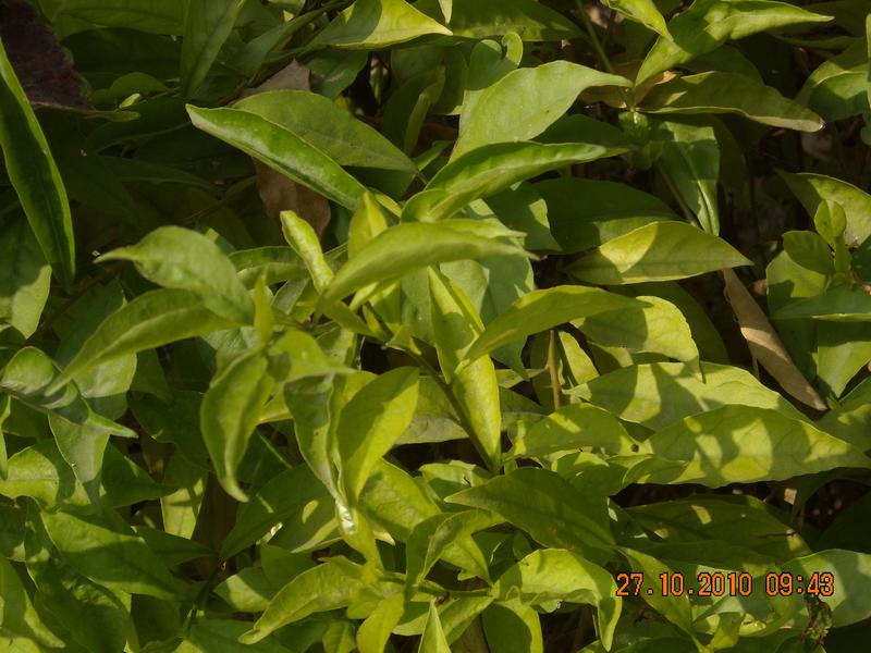 /wp-content/uploads/2020/10/Brunfelsia%20pauciflora%20-Cham.%20-%20Schltdl.-%20Benth%20-2-.JPG