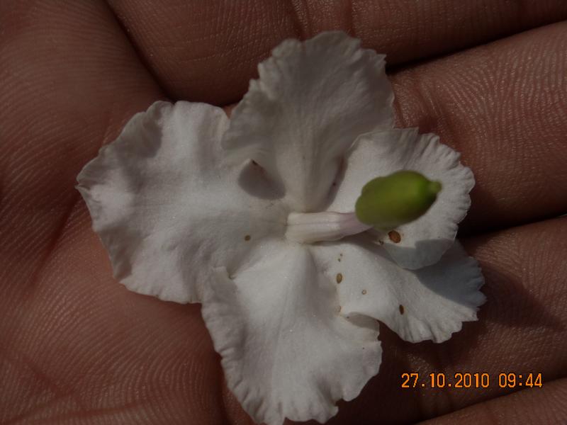 /wp-content/uploads/2020/10/Brunfelsia%20pauciflora%20-Cham.%20-%20Schltdl.-%20Benth%20-5-.JPG