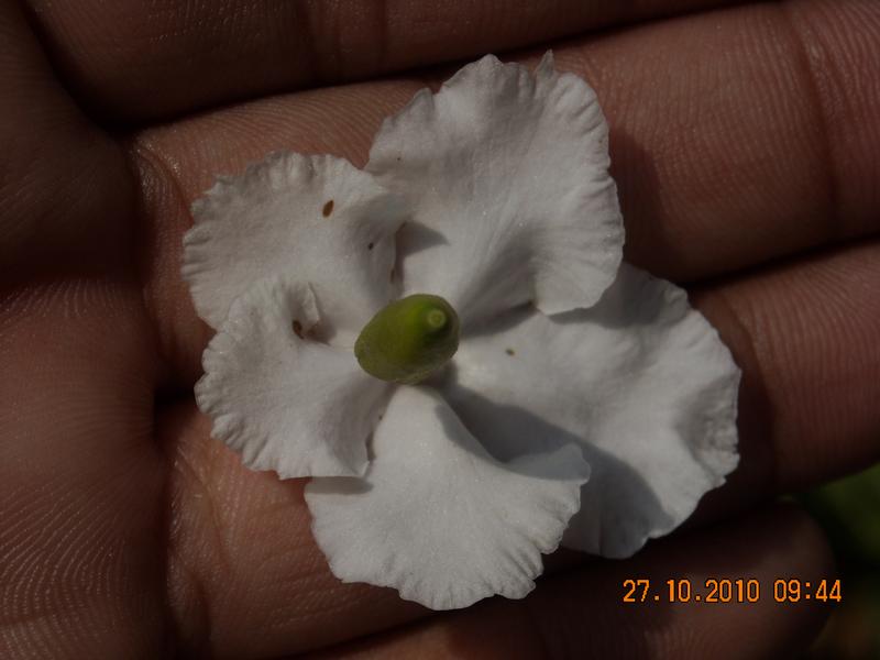 /wp-content/uploads/2020/10/Brunfelsia%20pauciflora%20-Cham.%20-%20Schltdl.-%20Benth%20-6-.JPG