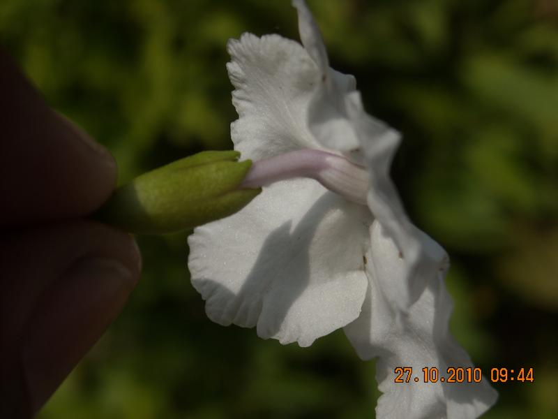 /wp-content/uploads/2020/10/Brunfelsia%20pauciflora%20-Cham.%20-%20Schltdl.-%20Benth%20-7-.JPG