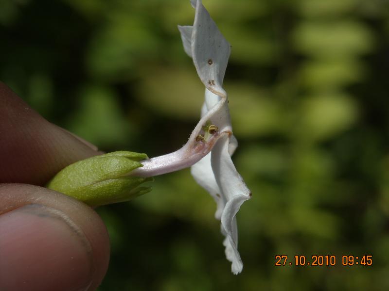 /wp-content/uploads/2020/10/Brunfelsia%20pauciflora%20-Cham.%20-%20Schltdl.-%20Benth%20-8-.JPG