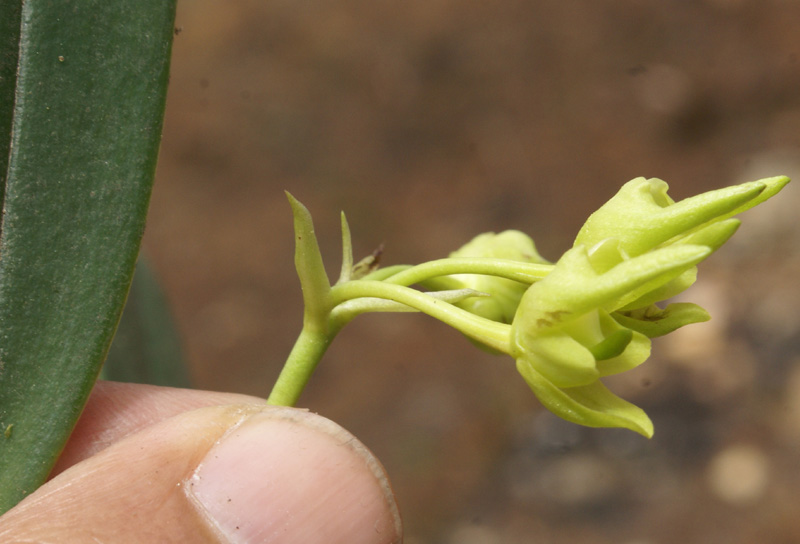 /wp-content/uploads/2020/10/Bulbophyllum-umbellatum-near%20Bhageshwar-16-4-2012-DSC03004-Uttarakhand-3.jpg