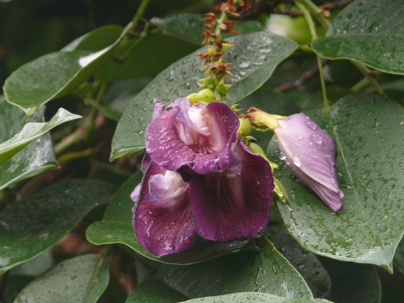 /wp-content/uploads/2020/10/Butterfly%20Pea%20Tree-Clitoria%20arborea%20Benth-Lalbagh-Bangalore-P1160999.JPG