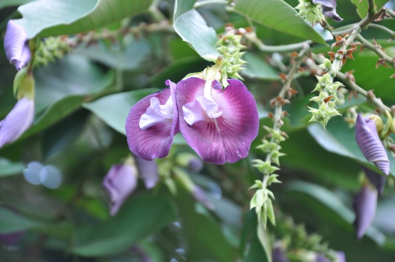 /wp-content/uploads/2020/10/Butterfly%20Pea%20Tree-Clitoria%20arborea%20Benth-Lalbagh-DSC_0579.JPG