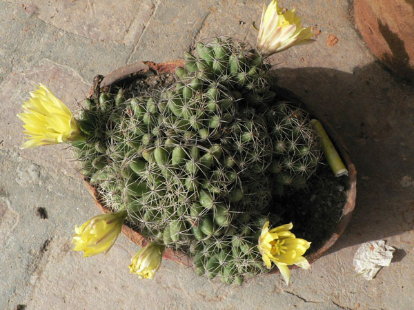 /wp-content/uploads/2020/10/CACTUS-ID-15may08-002.jpg