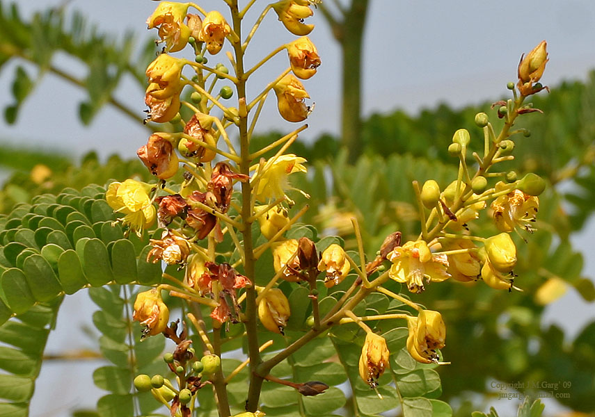 Caesalpinia sappan – eFlora of India